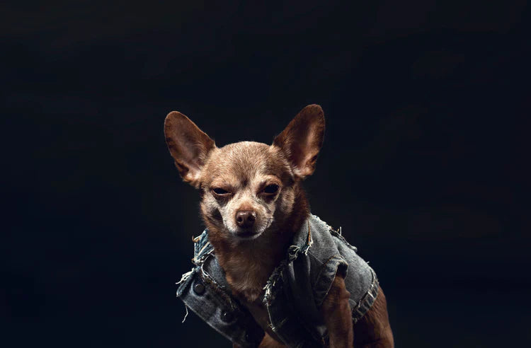 Cute Chihauhau Dog sitting Down wearing a denim Jacket