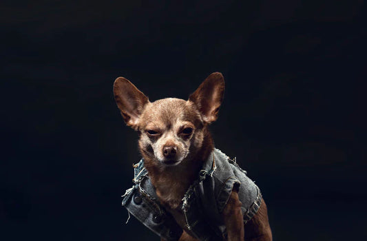 Cute Chihauhau Dog sitting Down wearing a denim Jacket