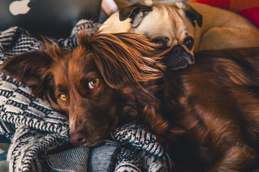 Two dog snuggling on a blanket