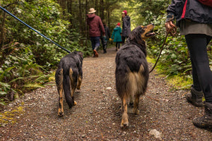 Wisdom from the Walk: 3 Lessons Every Breed Teaches Us