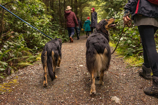 Dog Owners out on a walk with their dog in the woods