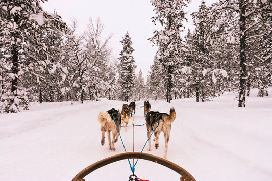 Dog Owner on a Sled with their Sled dogs in the snow
