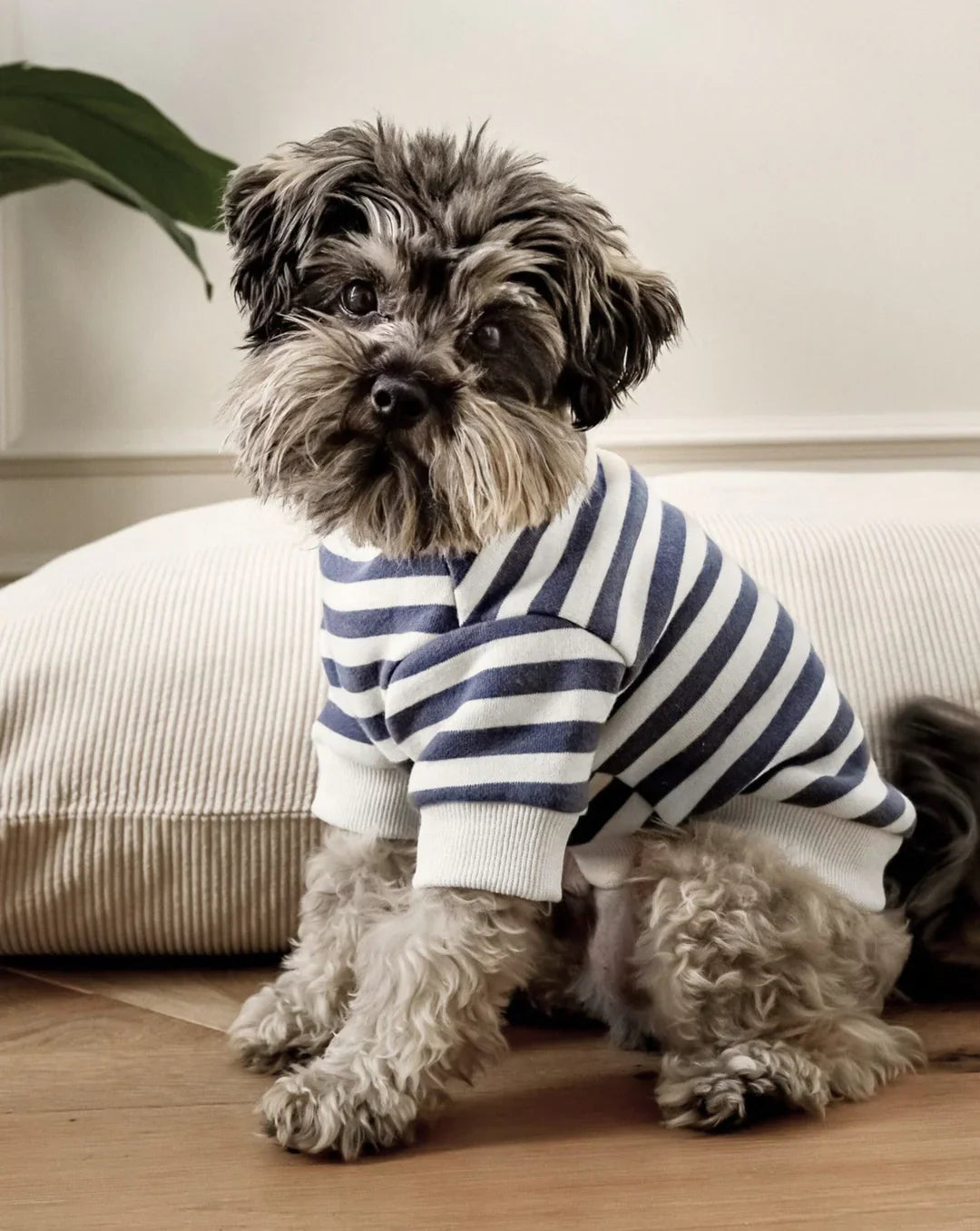 Apparel for Pets