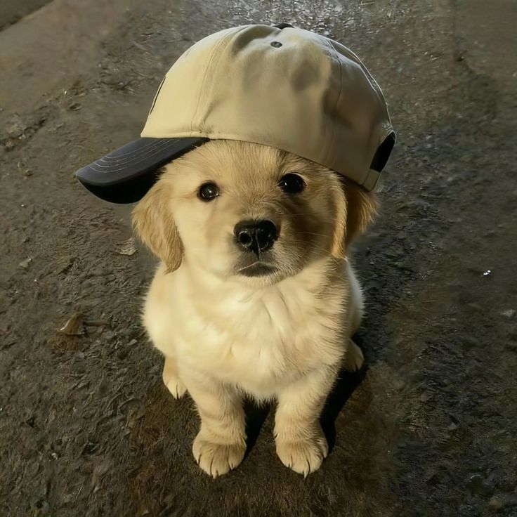 Caps - Dogs