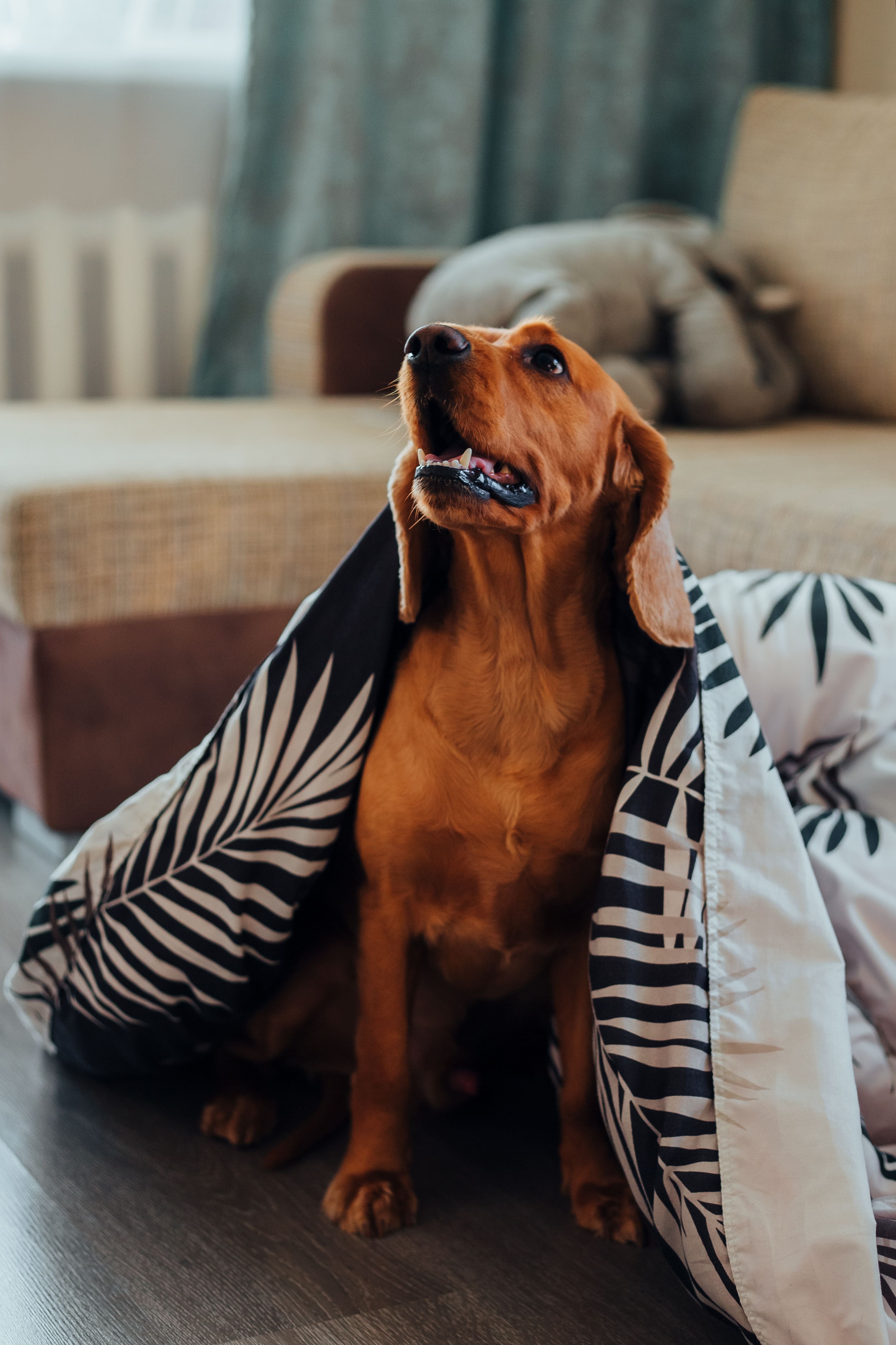 Blankets - Dogs