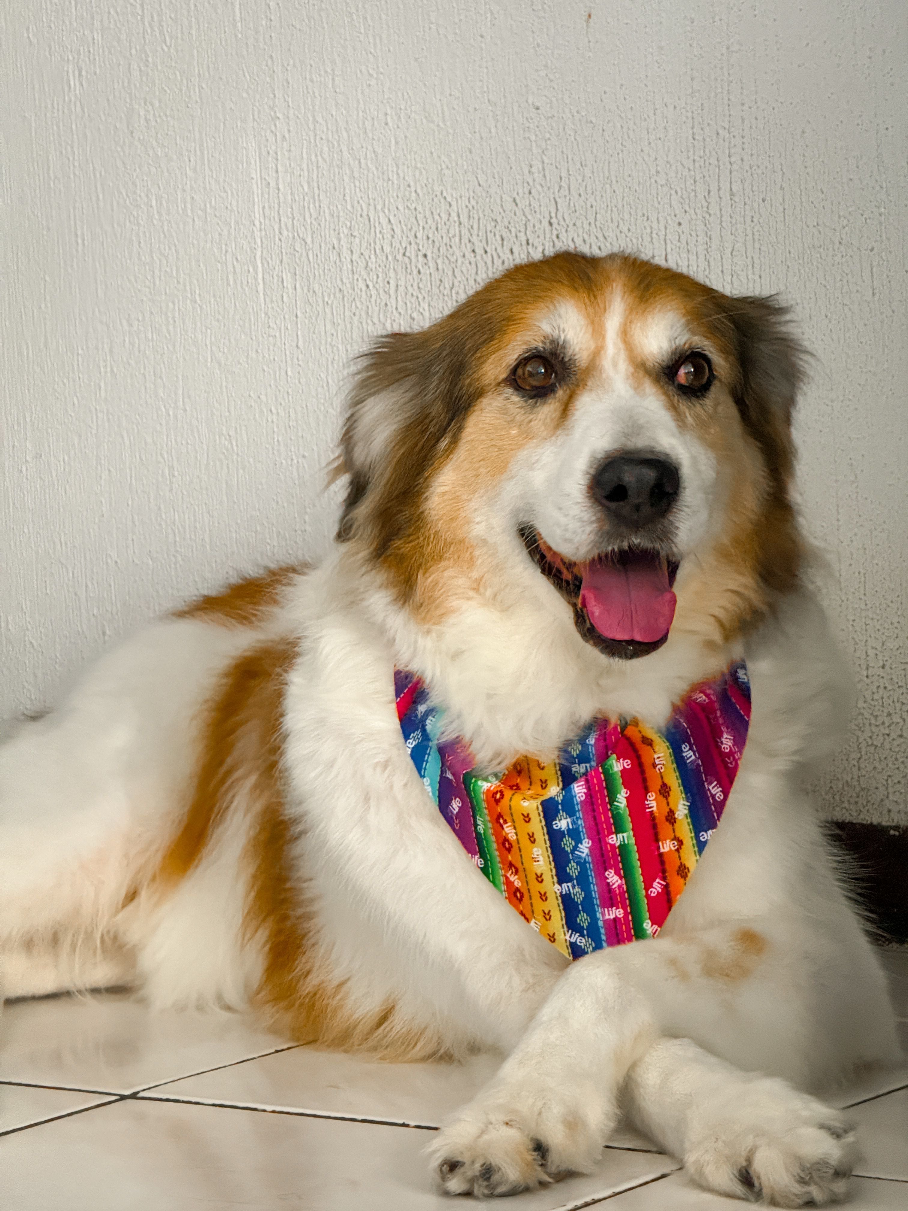 Bandanas - Dogs