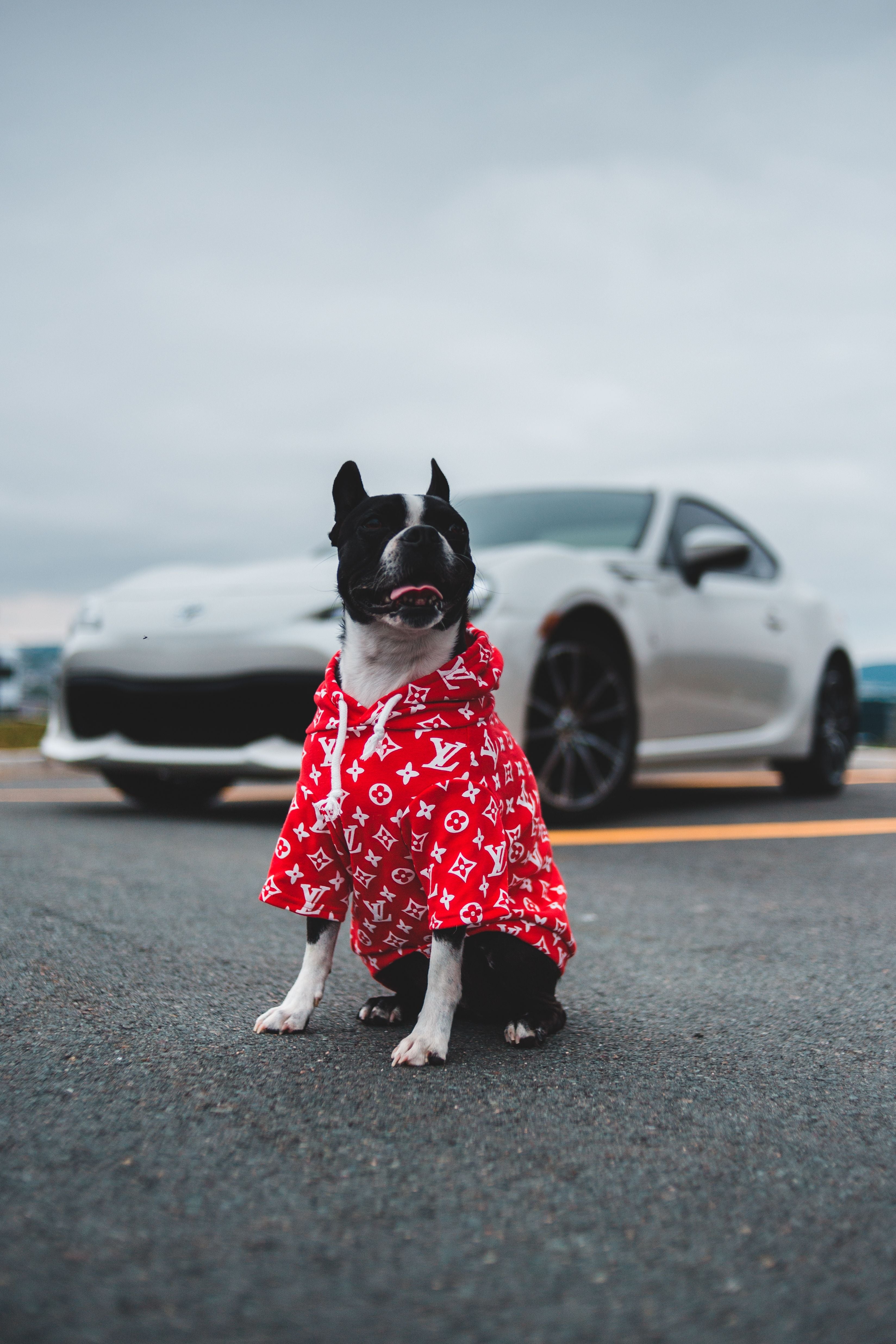 Hoodies - Dogs