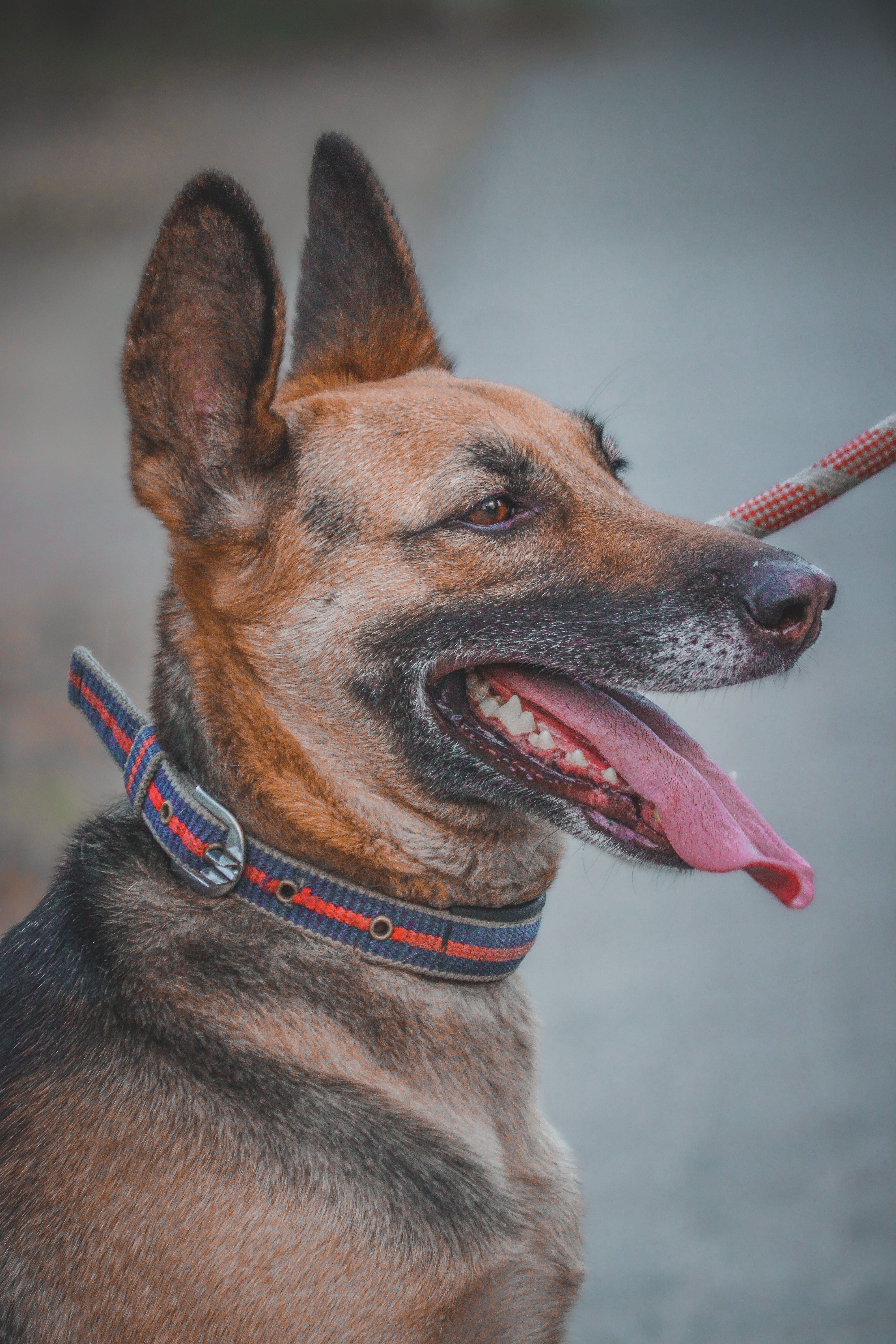 Collars