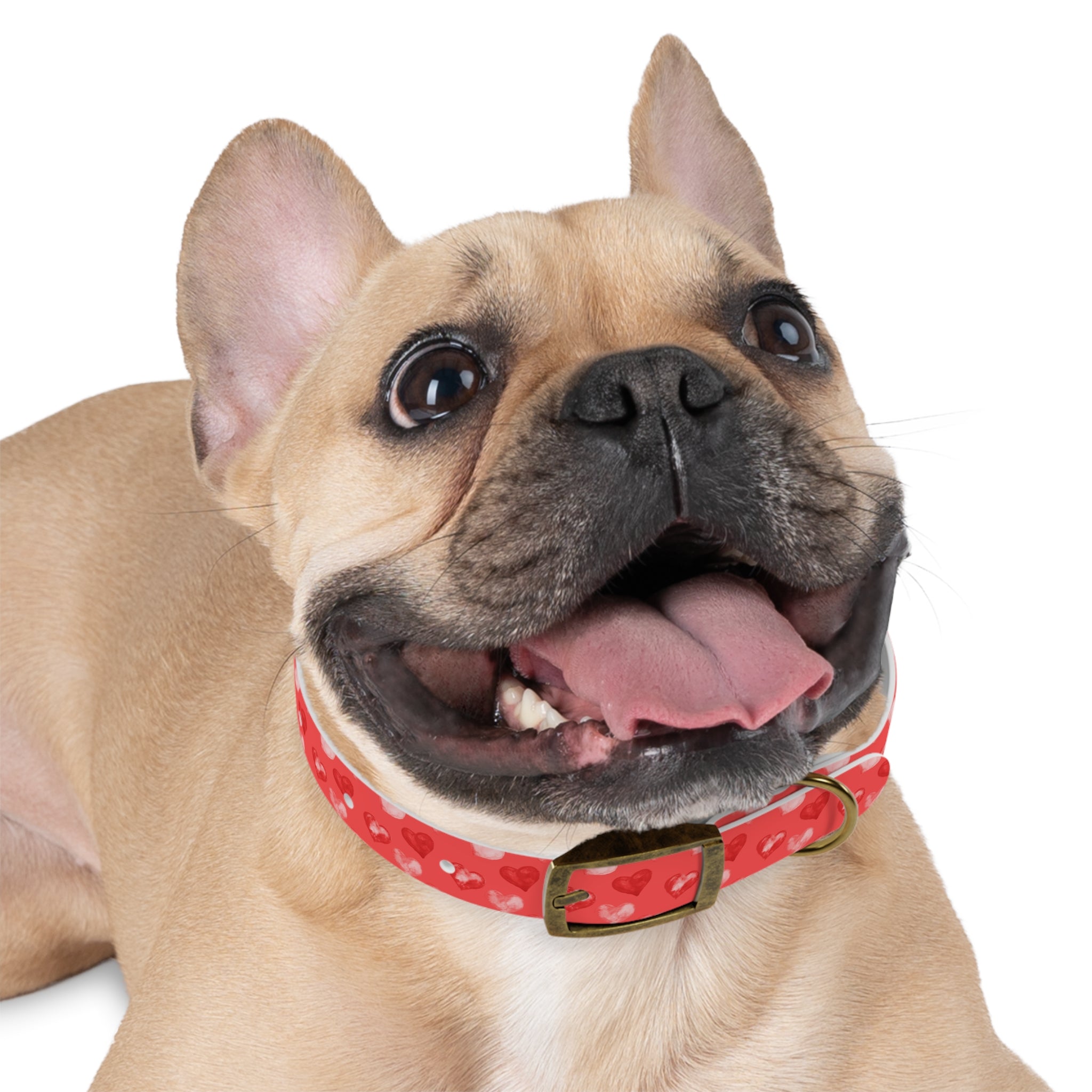 Valentine's Day Hearts Dog Collar