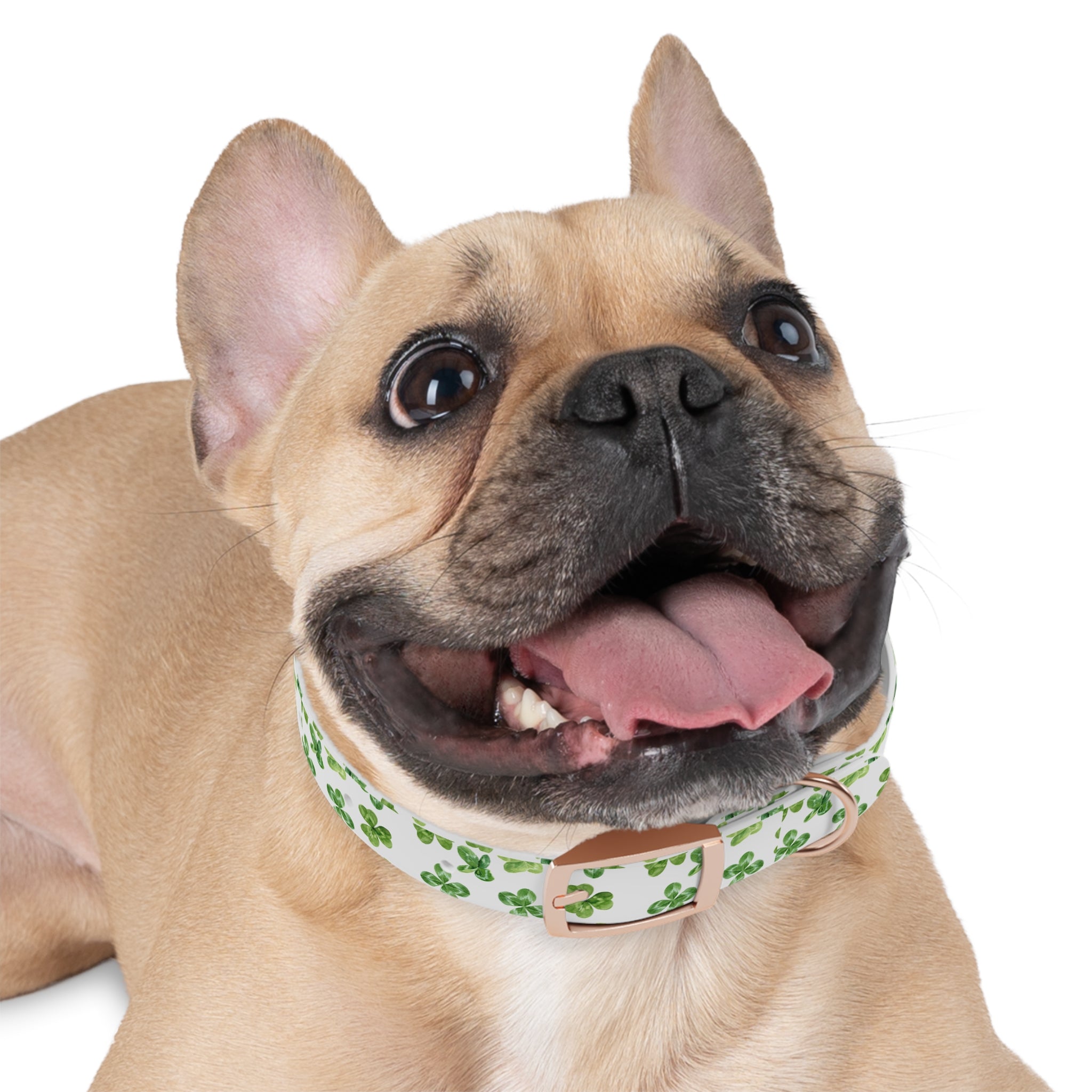 St Patrick's Day Clovers Dog Collar