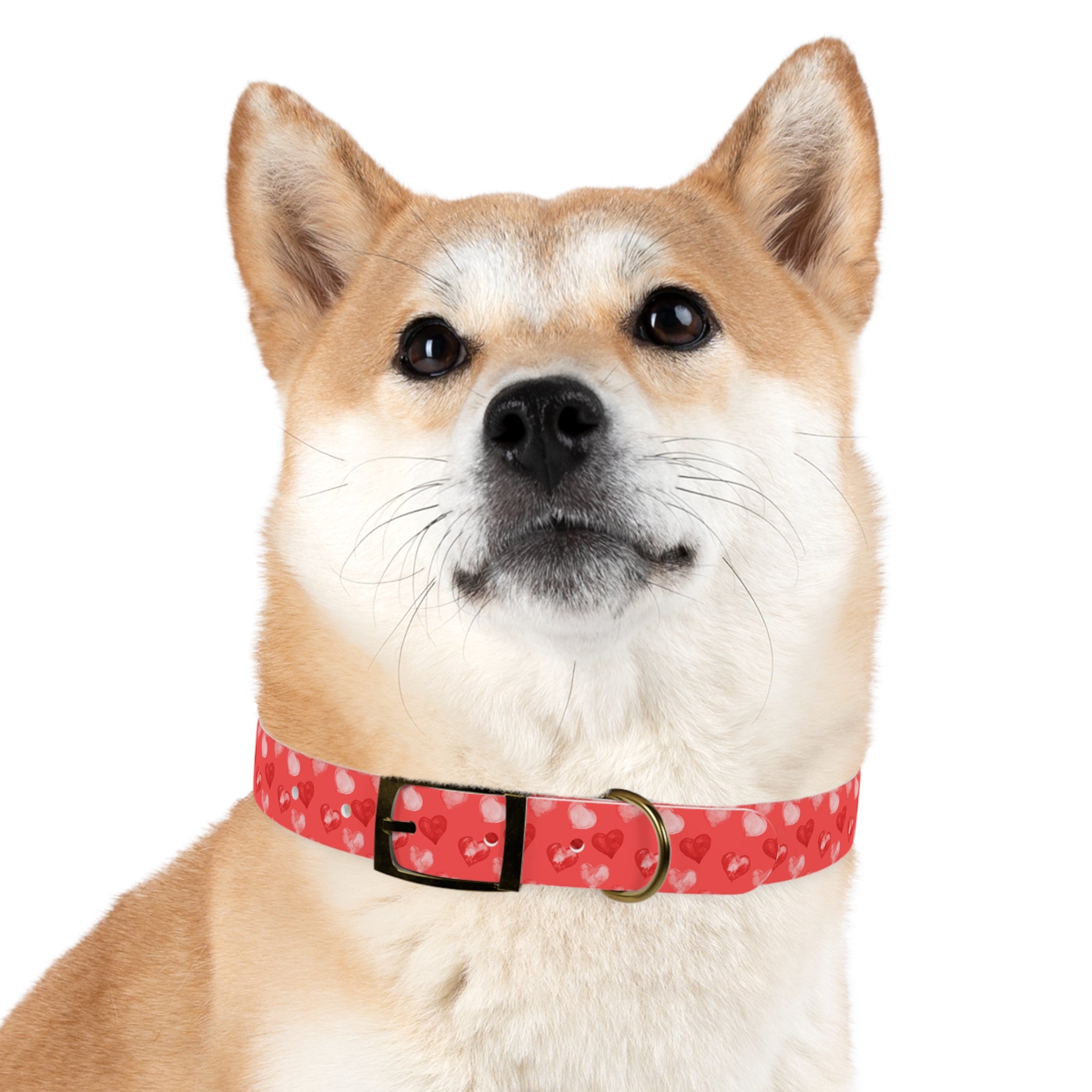 Valentine's Day Hearts Dog Collar