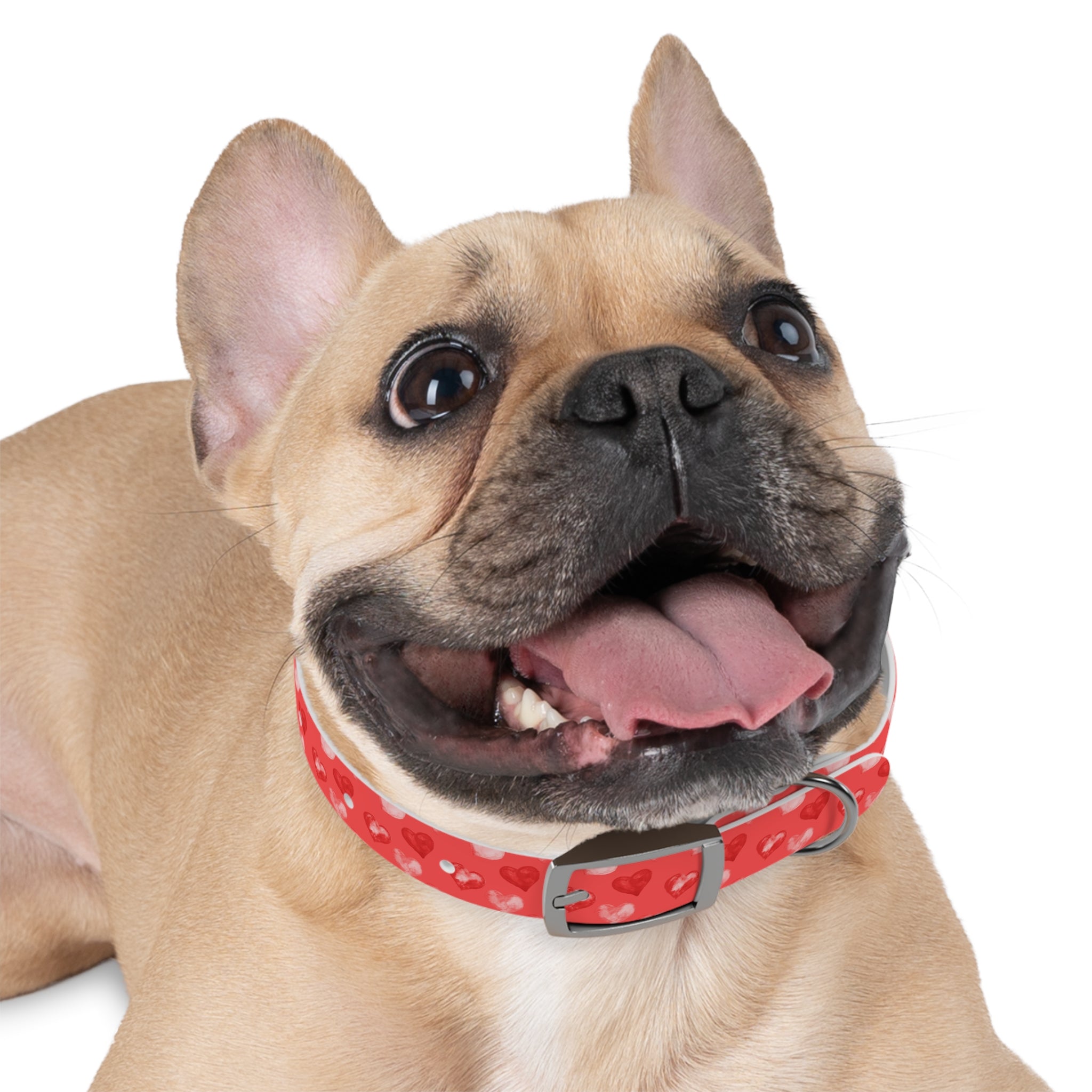 Valentine's Day Hearts Dog Collar