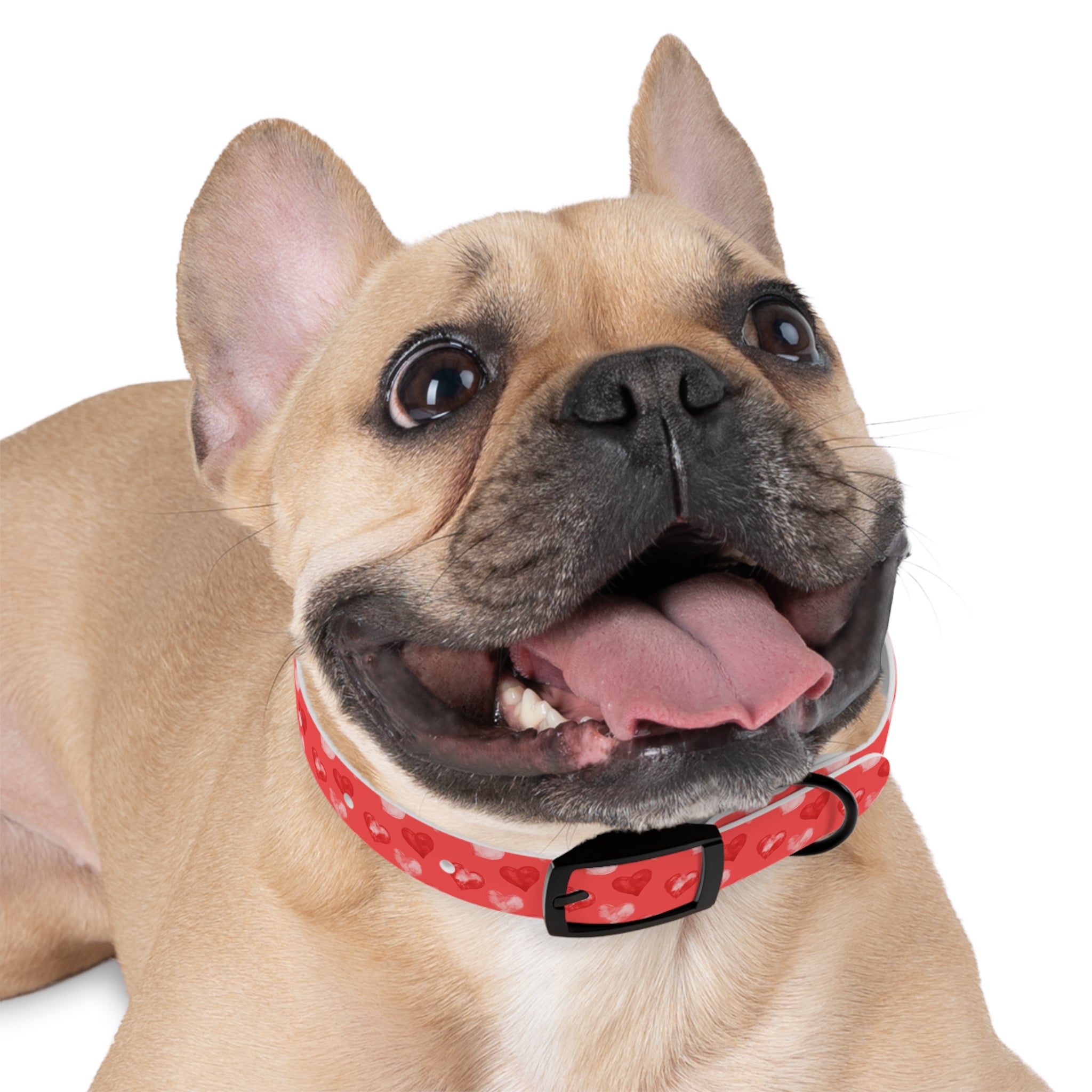 Valentine's Day Hearts Dog Collar