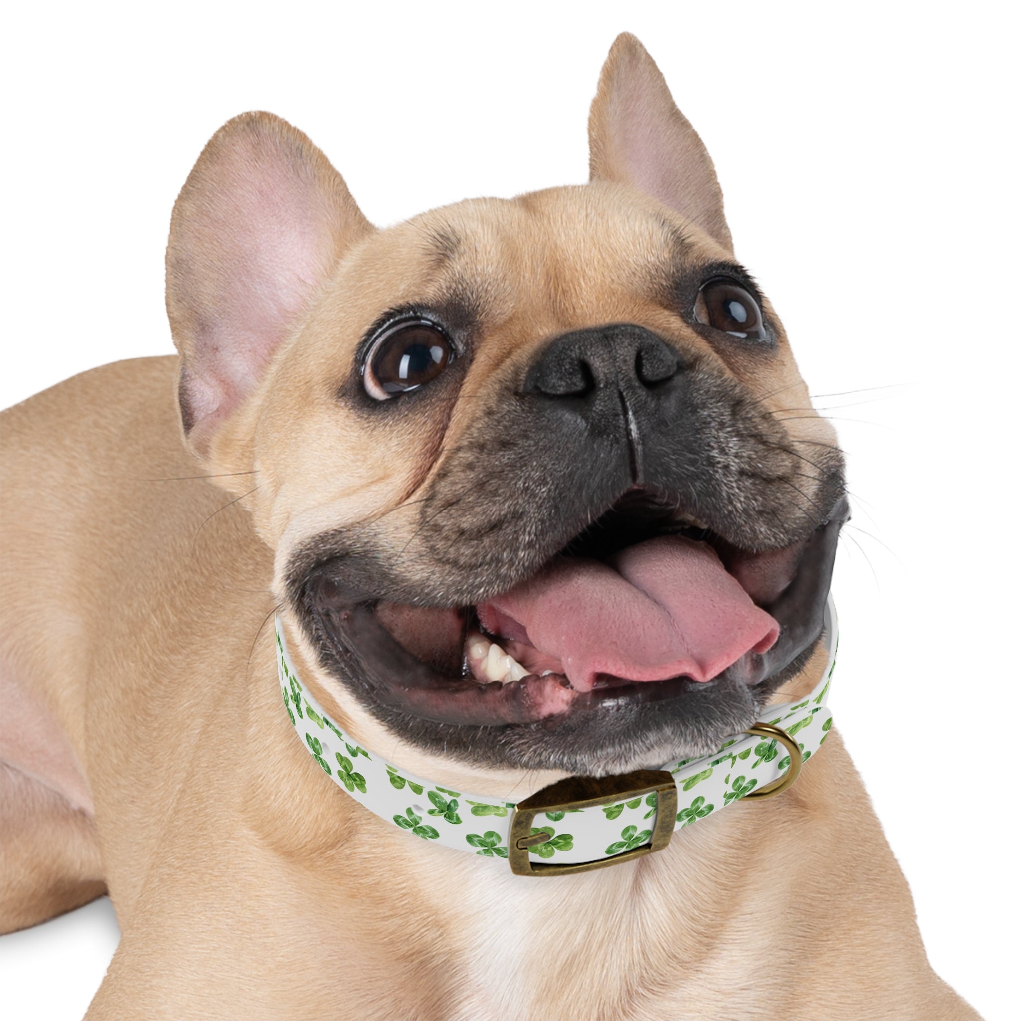 St Patrick's Day Clovers Dog Collar